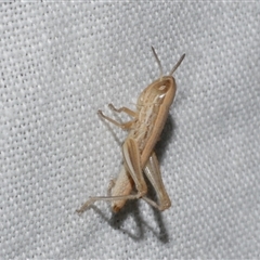 Macrotona modesta at Freshwater Creek, VIC - 4 Nov 2024 by WendyEM