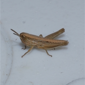 Acrididae sp. (family) at Freshwater Creek, VIC by WendyEM