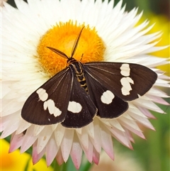 Nyctemera amicus (Senecio Moth, Magpie Moth, Cineraria Moth) at Acton, ACT - 17 Dec 2024 by amiessmacro