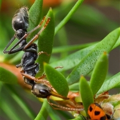 Myrmecia sp., pilosula-group (Jack jumper) at Acton, ACT - 17 Dec 2024 by amiessmacro