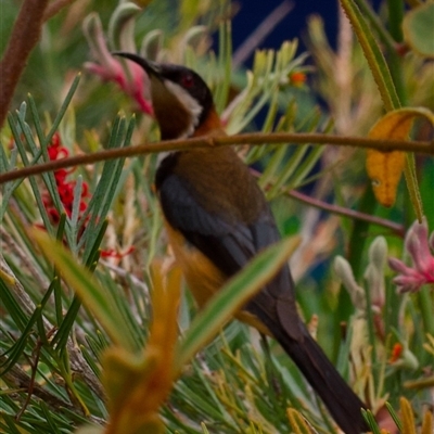 Acanthorhynchus tenuirostris (Eastern Spinebill) at Acton, ACT - 17 Dec 2024 by amiessmacro