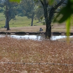 Bothriochloa macra (Red Grass, Red-leg Grass) at Hawker, ACT - 28 May 2020 by Untidy