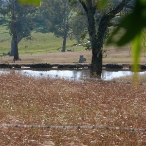 Bothriochloa macra (Red Grass, Red-leg Grass) at Hawker, ACT by Untidy