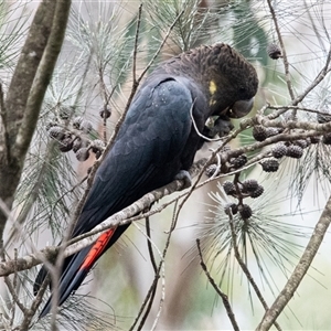 Calyptorhynchus lathami lathami at Penrose, NSW - suppressed