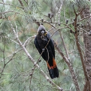 Calyptorhynchus lathami lathami at Penrose, NSW - suppressed