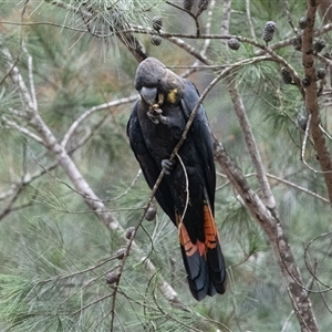 Calyptorhynchus lathami lathami at Penrose, NSW - suppressed