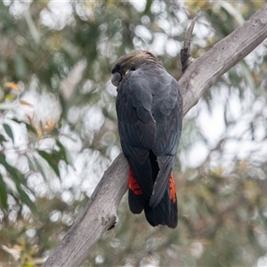 Calyptorhynchus lathami lathami at Penrose, NSW - suppressed