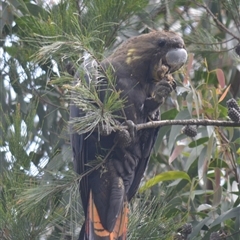 Calyptorhynchus lathami lathami (Glossy Black-Cockatoo) at Wingello, NSW - 17 Oct 2020 by GITM1