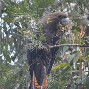 Calyptorhynchus lathami lathami at Wingello, NSW - 17 Oct 2020