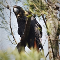 Calyptorhynchus lathami lathami at Wingello, NSW - 17 Oct 2020