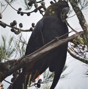 Calyptorhynchus lathami lathami at Wingello, NSW - suppressed