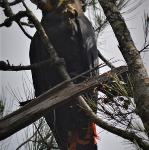 Calyptorhynchus lathami lathami at Wingello, NSW - suppressed