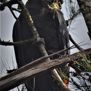 Calyptorhynchus lathami lathami at Wingello, NSW - suppressed