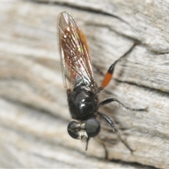 Laphria sp. (genus) (Blue-legged robber fly) at Uriarra Village, ACT - 17 Dec 2024 by Harrisi