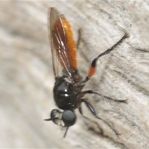 Laphria sp. (genus) at Uriarra Village, ACT - 17 Dec 2024