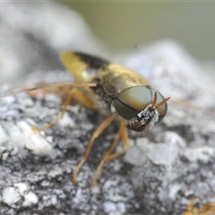 Odontomyia decipiens (Green Soldier Fly) at Uriarra Village, ACT - 17 Dec 2024 by Harrisi