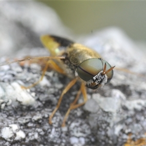 Unidentified True fly (Diptera) at Uriarra Village, ACT by Harrisi