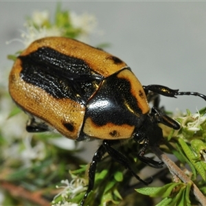 Chondropyga dorsalis at Uriarra Village, ACT - 17 Dec 2024