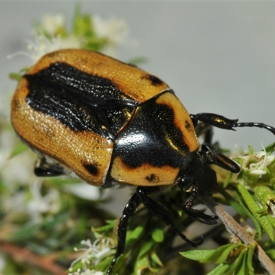 Chondropyga dorsalis (Cowboy beetle) at Uriarra Village, ACT - 17 Dec 2024 by Harrisi