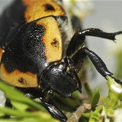 Chondropyga dorsalis at Uriarra Village, ACT - 17 Dec 2024