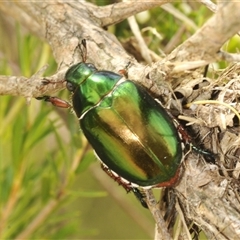 Repsimus manicatus montanus (Green nail beetle) at Uriarra Village, ACT - 17 Dec 2024 by Harrisi