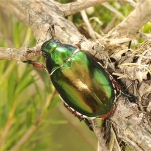 Repsimus manicatus montanus at Uriarra Village, ACT - 17 Dec 2024