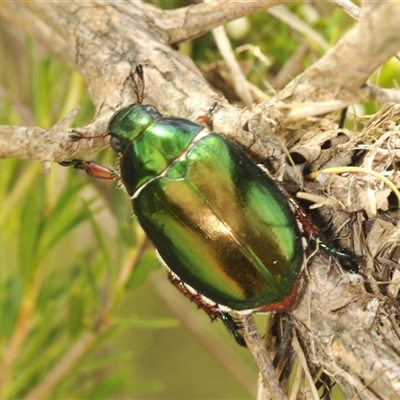 Repsimus manicatus montanus (Green nail beetle) at Uriarra Village, ACT - 17 Dec 2024 by Harrisi