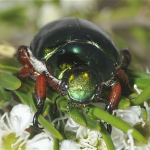 Repsimus manicatus montanus at Uriarra Village, ACT - 17 Dec 2024