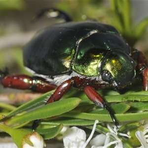 Repsimus manicatus montanus at Uriarra Village, ACT - 17 Dec 2024