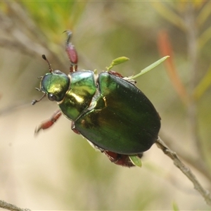 Repsimus manicatus montanus at Uriarra Village, ACT - 17 Dec 2024