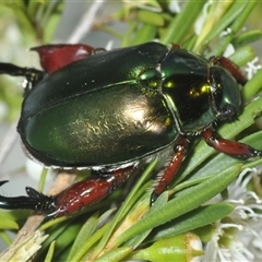 Repsimus manicatus montanus at Uriarra Village, ACT - 17 Dec 2024