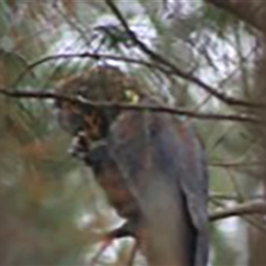 Calyptorhynchus lathami lathami at Fitzroy Falls, NSW - suppressed