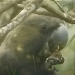 Calyptorhynchus lathami lathami at Fitzroy Falls, NSW - suppressed