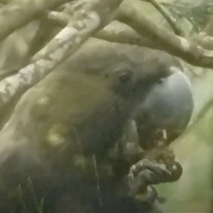 Calyptorhynchus lathami lathami at Fitzroy Falls, NSW - suppressed