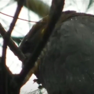 Calyptorhynchus lathami lathami at Fitzroy Falls, NSW - suppressed