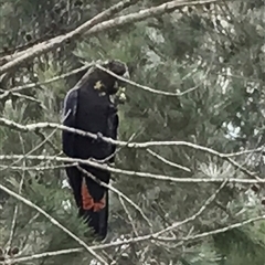 Calyptorhynchus lathami lathami (Glossy Black-Cockatoo) at Penrose, NSW - 24 Mar 2017 by GITM1