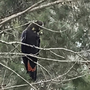 Calyptorhynchus lathami lathami at Penrose, NSW - suppressed