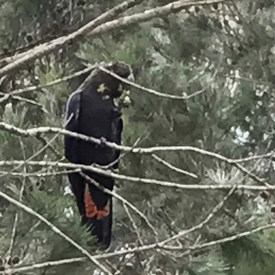 Calyptorhynchus lathami lathami (Glossy Black-Cockatoo) at Penrose, NSW - 23 Mar 2017 by GITM1