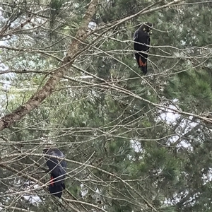 Calyptorhynchus lathami lathami at Penrose, NSW - suppressed