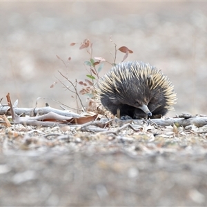 Tachyglossus aculeatus at Watson, ACT - 15 Jan 2020 05:16 PM