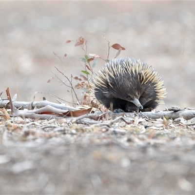 Tachyglossus aculeatus (Short-beaked Echidna) at Watson, ACT - 15 Jan 2020 by Untidy