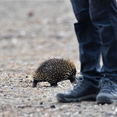 Tachyglossus aculeatus at Watson, ACT - 15 Jan 2020 05:16 PM