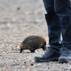 Tachyglossus aculeatus at Watson, ACT - 15 Jan 2020 05:16 PM