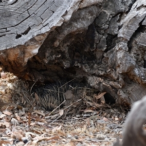 Tachyglossus aculeatus at Watson, ACT - 15 Jan 2020 05:16 PM