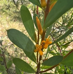 Persoonia glaucescens (Mittagong Geebung) at Belanglo, NSW by cre8momentum