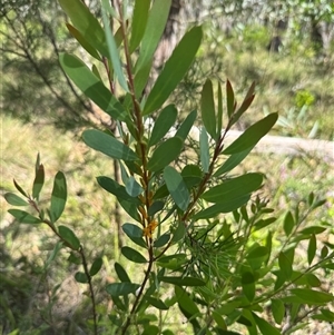 Persoonia glaucescens at suppressed - suppressed