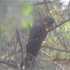 Calyptorhynchus lathami lathami (Glossy Black-Cockatoo) at Penrose, NSW - 20 Apr 2020 by GITM1