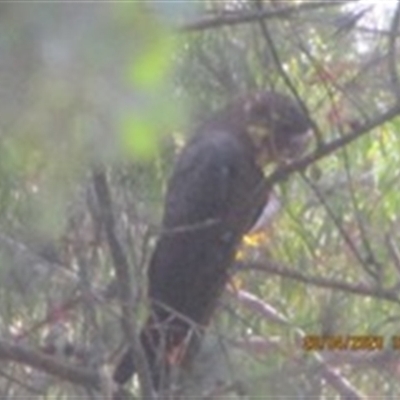 Calyptorhynchus lathami lathami (Glossy Black-Cockatoo) at Penrose, NSW - 20 Apr 2020 by GITM1