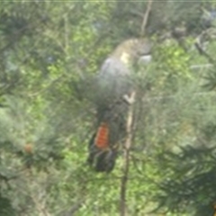 Calyptorhynchus lathami lathami at Penrose, NSW - suppressed