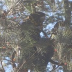 Calyptorhynchus lathami lathami at Penrose, NSW - suppressed